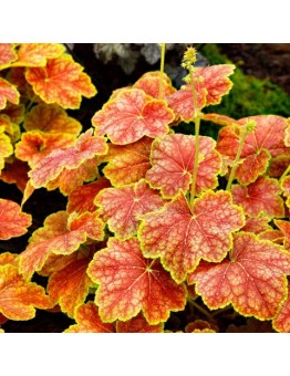 Heuchera "Delta Dawn" - Хойхера - височина на растението -  0.10 - 0.3 м.