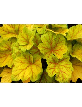 Heuchera "Electra" - Хойхера - височина на растението - 0.10 - 0.3 м.