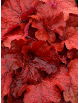 Heuchera "Fire Alarm" - Хойхера - височина на растението -  0.10 - 0.3 м.