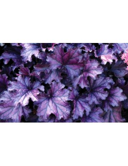Heuchera "Forever Purple" - Хойхера - височина на растението - 0.10 - 0.3 м.