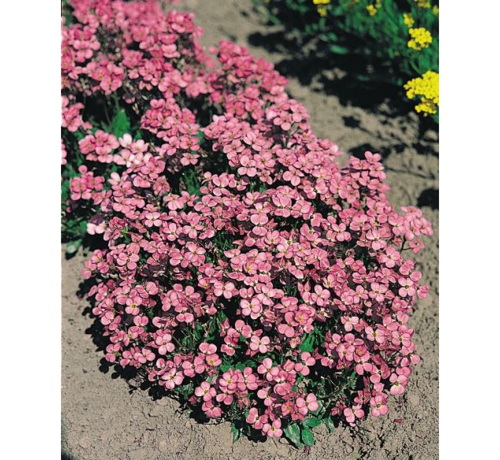 Arabis caucasica 'Compinkie' - Арабис, Гъшарка - приблизителни размери - 10 - 20 см. Arabis caucasica 'Compinkie' - Арабис, Гъшарка - приблизителни размери - 10 - 20 см.