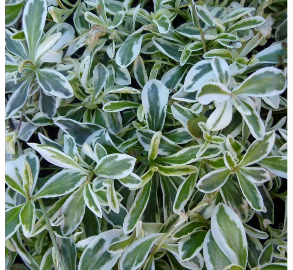 Arabis "Variegata" - Арабис, Гъшарка - височина на растението - височина на растението - 0.1 - 0.2 м. Arabis "Variegata" - Арабис, Гъшарка - височина на растението - височина на растението - 0.1 - 0.2 м.