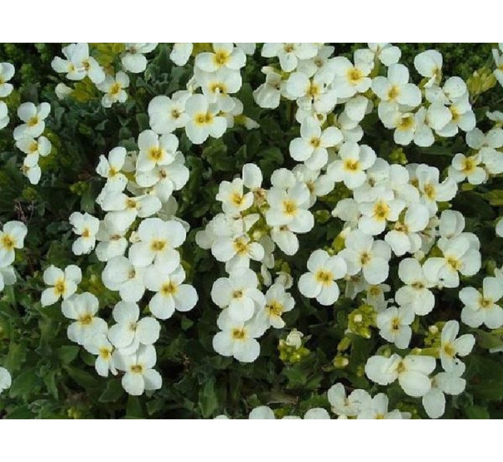 Arabis caucasica 'Pixie Cream' - Арабис, Гъшарка - приблизителни размери - 10 - 20 см.