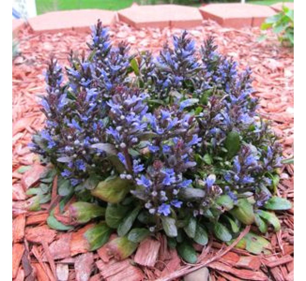 Ajuga "Blueberry Muffin" - Аюга - височина на растението - височина на растението - 0.1 - 0.2 м. Ajuga "Blueberry Muffin" - Аюга - височина на растението - височина на растението - 0.1 - 0.2 м.