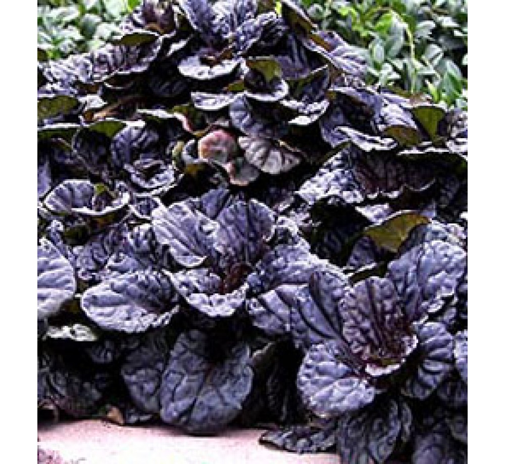 Ajuga "Mahogany" - Аюга - височина на растението - височина на растението - 0.1 - 0.2 м. Ajuga "Mahogany" - Аюга - височина на растението - височина на растението - 0.1 - 0.2 м.