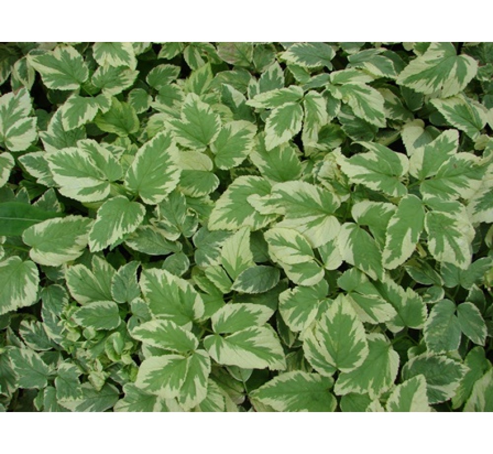 Ajuga "Variegata" - Аюга - височина на растението -  височина на растението - 0.1 - 0.2 м.
