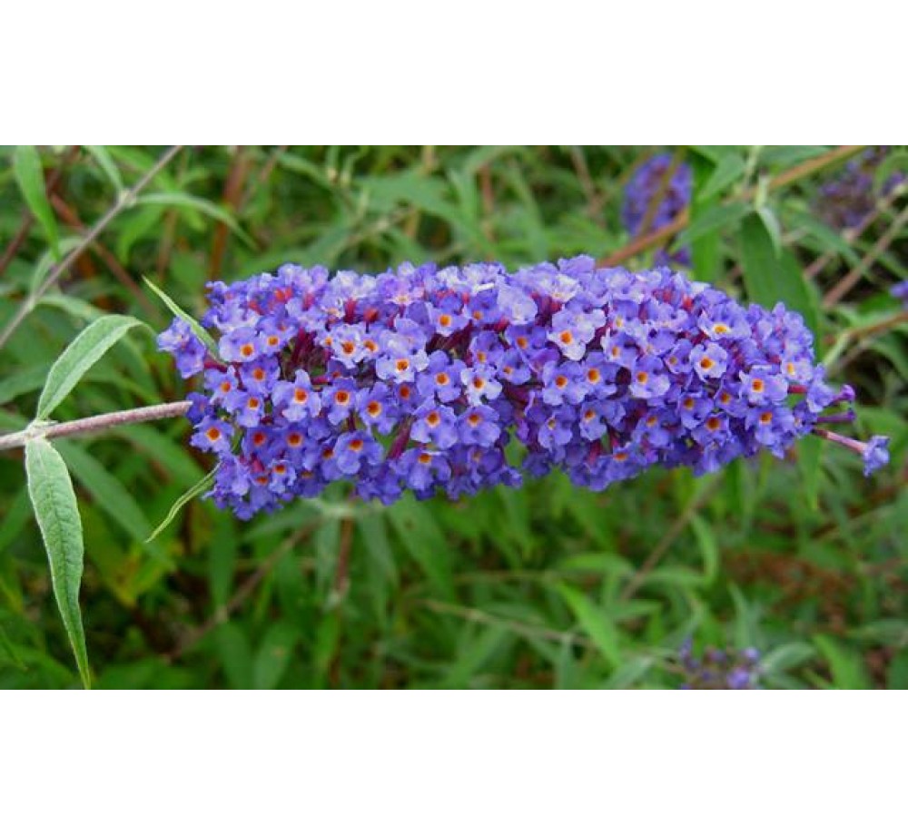 Buddleja davidii "Nanho Blue" - Будлея - височина на растението - 0.6 - 0.8 м.