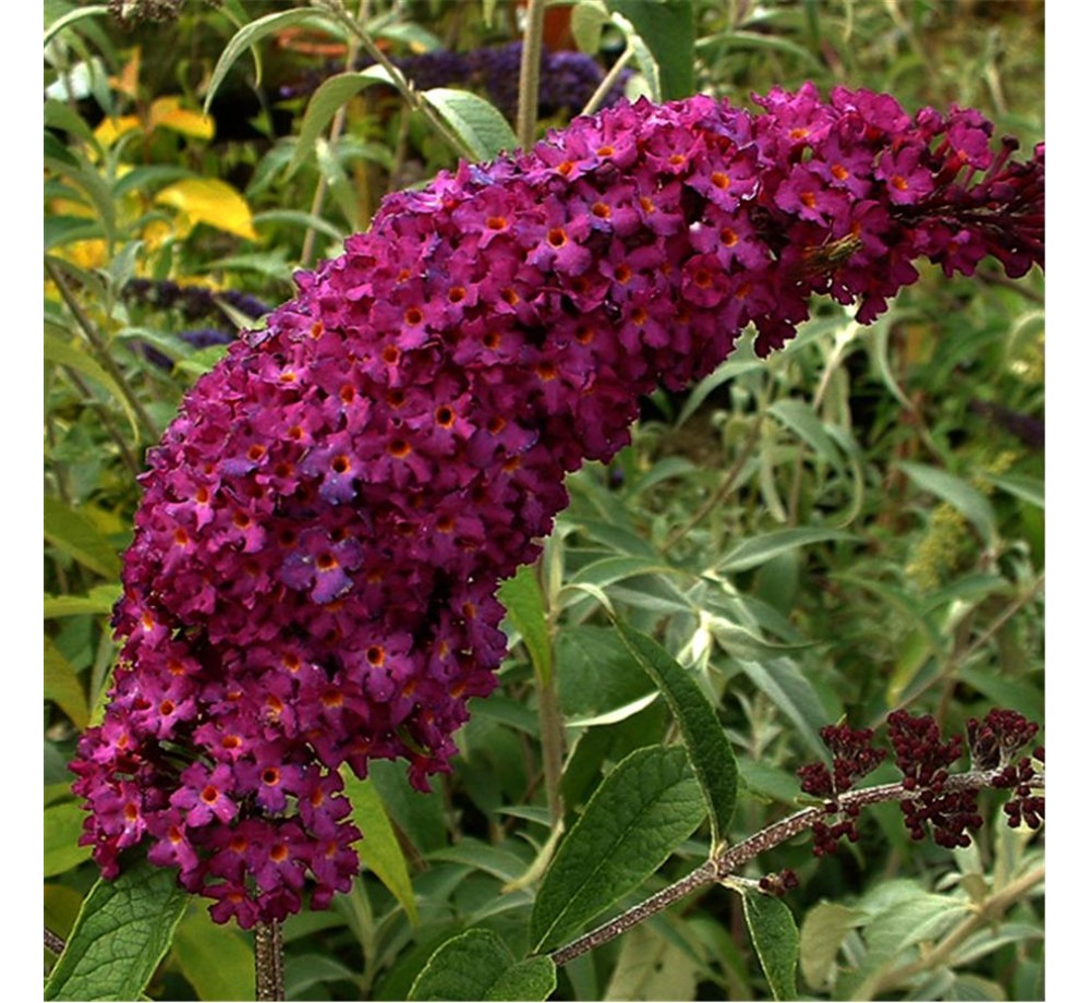 Buddleja davidii "Royal Rad" - Будлея - височина на растението - 0.4 - 0.6 м.