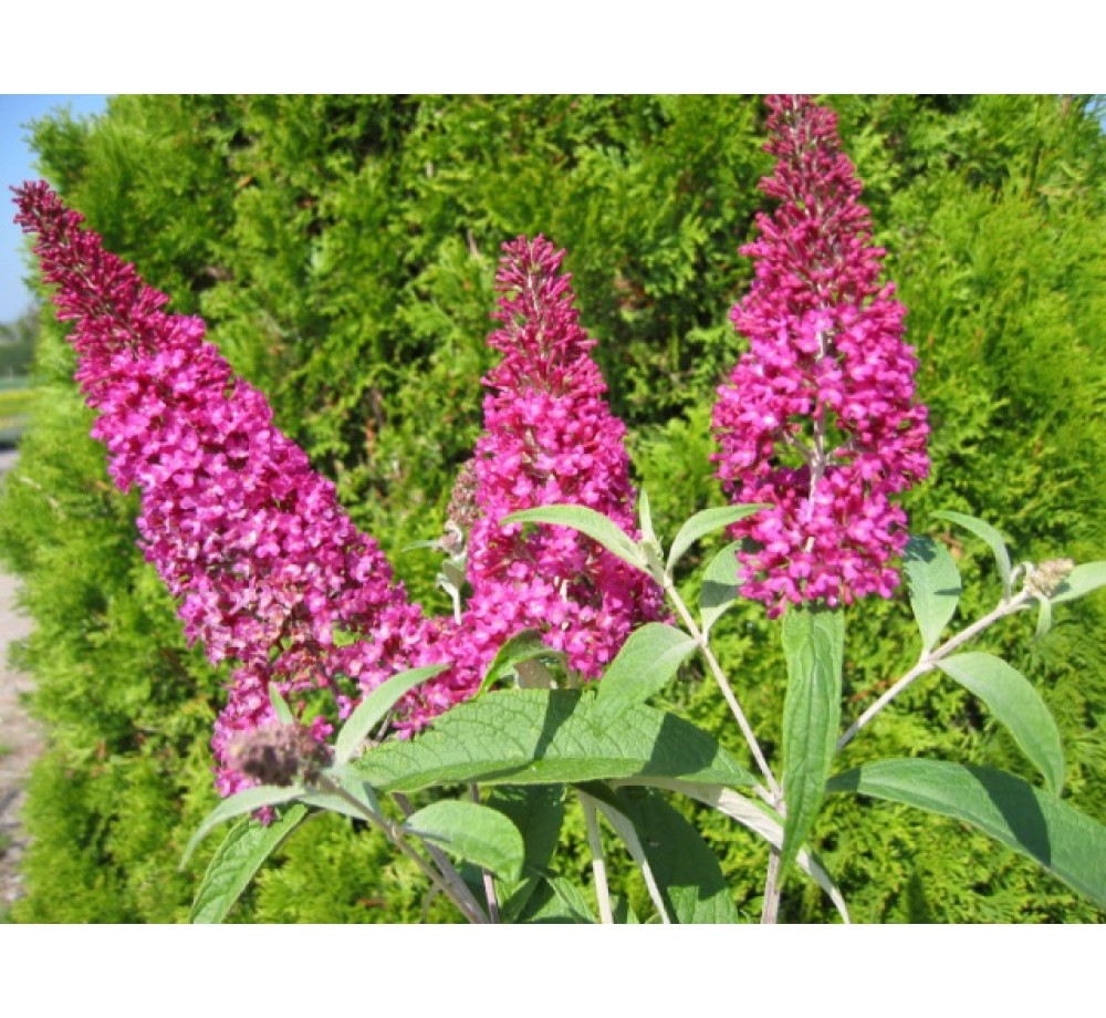 Buddleja davidii 'Summer Beauty'  - Будлея - приблизителни размери - 0.2 - 0.4 м.