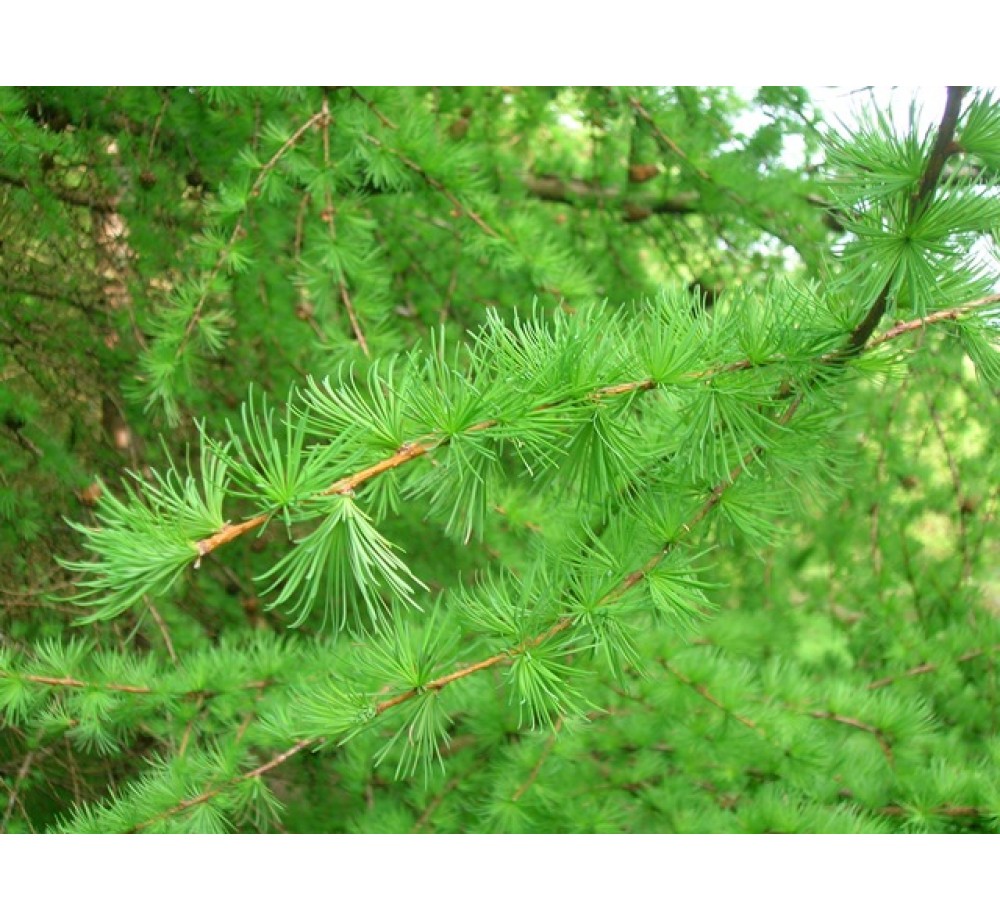 Larix europea  - Ларикс, европейска лиственица - височина - 0.9 - 1,10 м.
