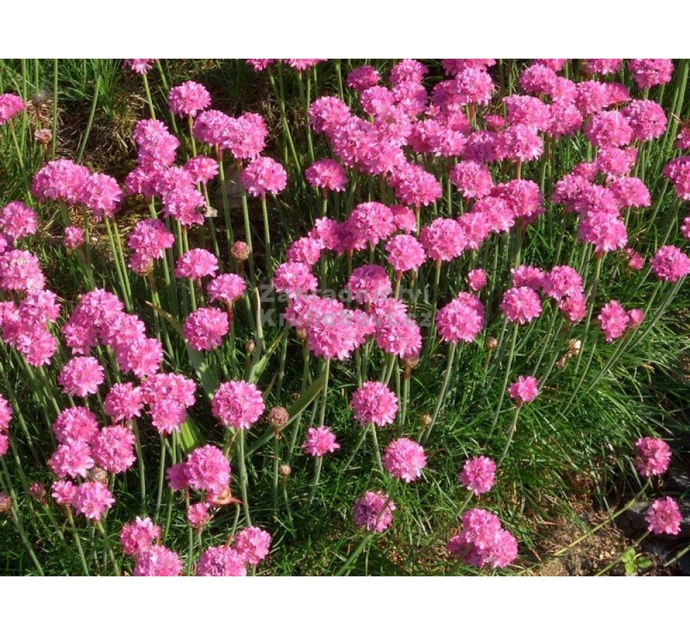 Armeria maritima 'Splendens' - Армерия - приблизителни размери - 10 - 20 см. Armeria maritima 'Splendens' - Армерия - приблизителни размери - 10 - 20 см.