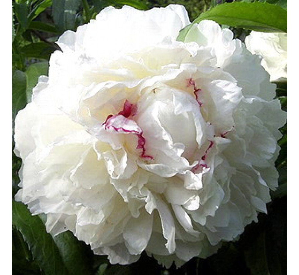 Божур Maxima Peonia - бял - 1  брой грудка