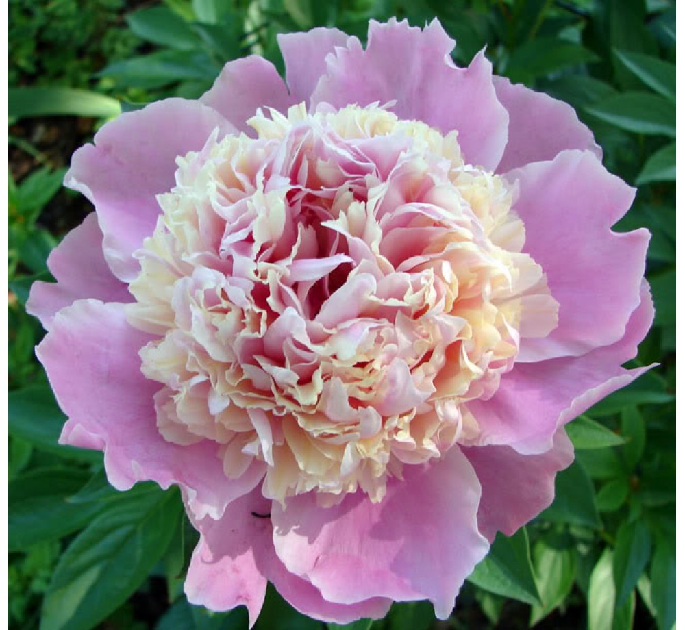 Божур Sorbet Peonia - розов - 1  брой грудка