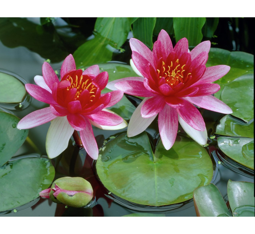 Водна лилия - Nymphaea Attraction 