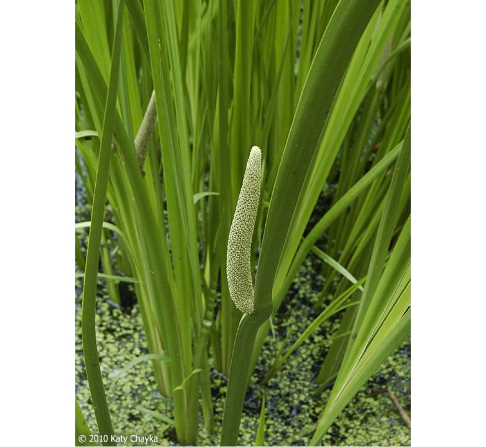 Блатен аир Acorus Calamus Variegatus Блатен аир Acorus Calamus Variegatus