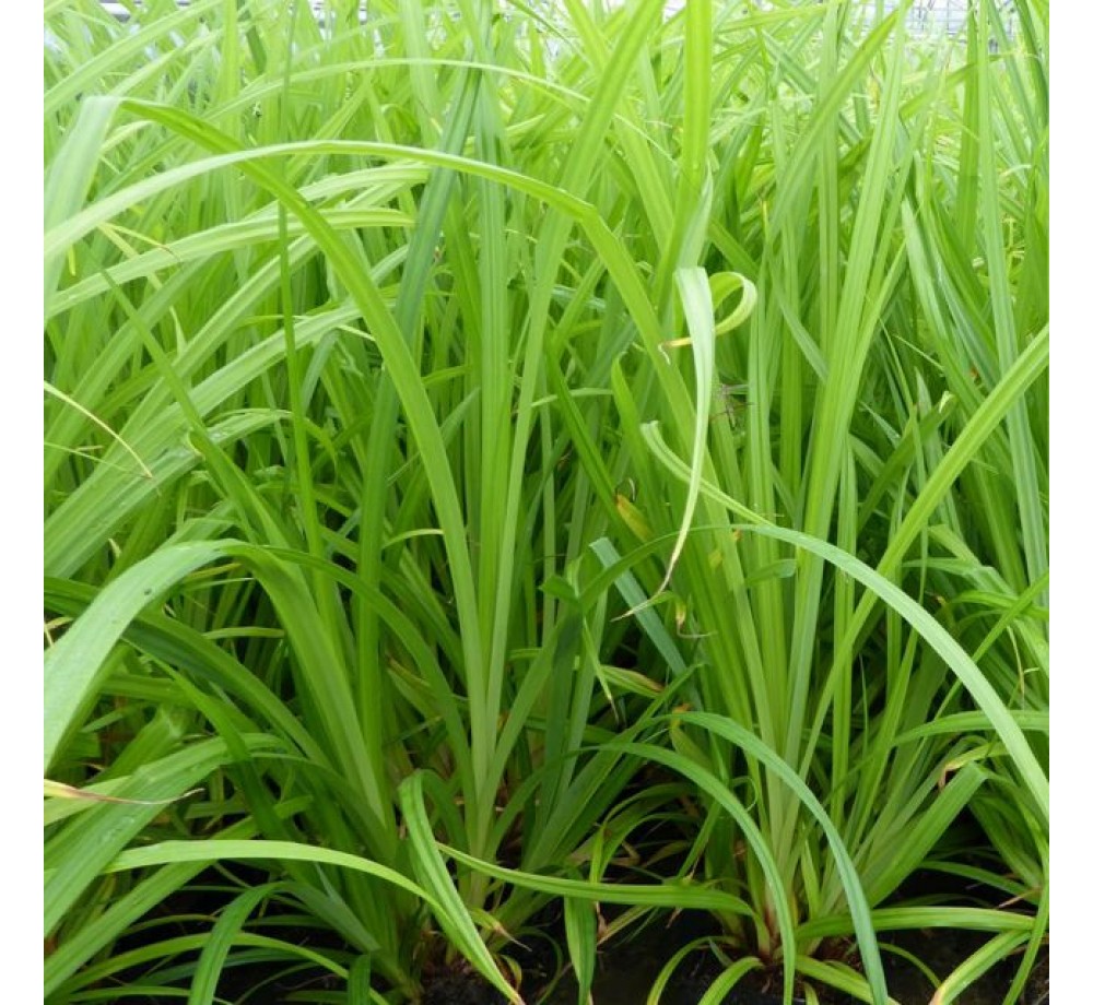 Carex pendula (gracilis) - Карекс - Влаголюбива трева за плитки крайезерни зони - 6-10 см. Carex pendula (gracilis) - Карекс - Влаголюбива трева за плитки крайезерни зони - 6-10 см.