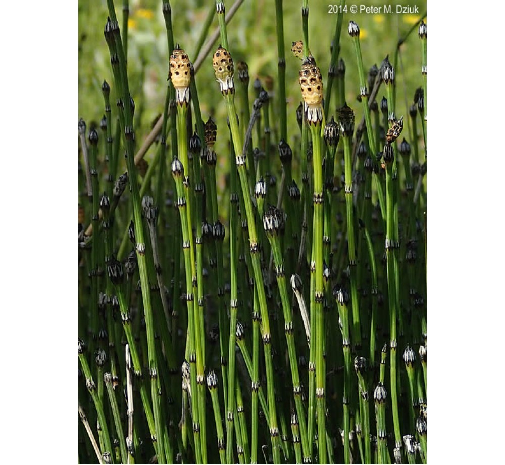 Equisetum variegatum - влаголюбива трева за плитки крайезерни зони - 6-10 см.