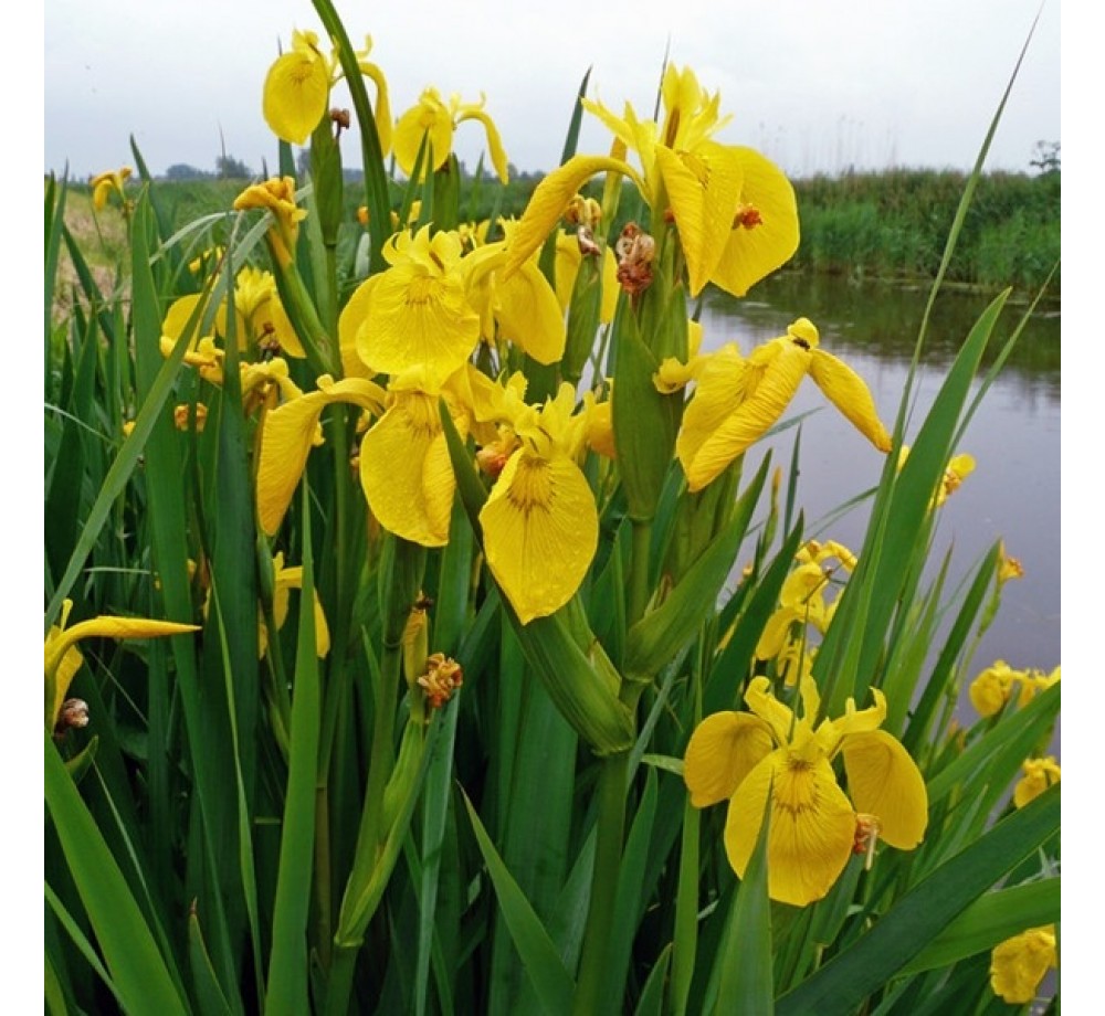 Iris pseudacorus - Блатен Ирис - жълт - 5 - 20 см.
