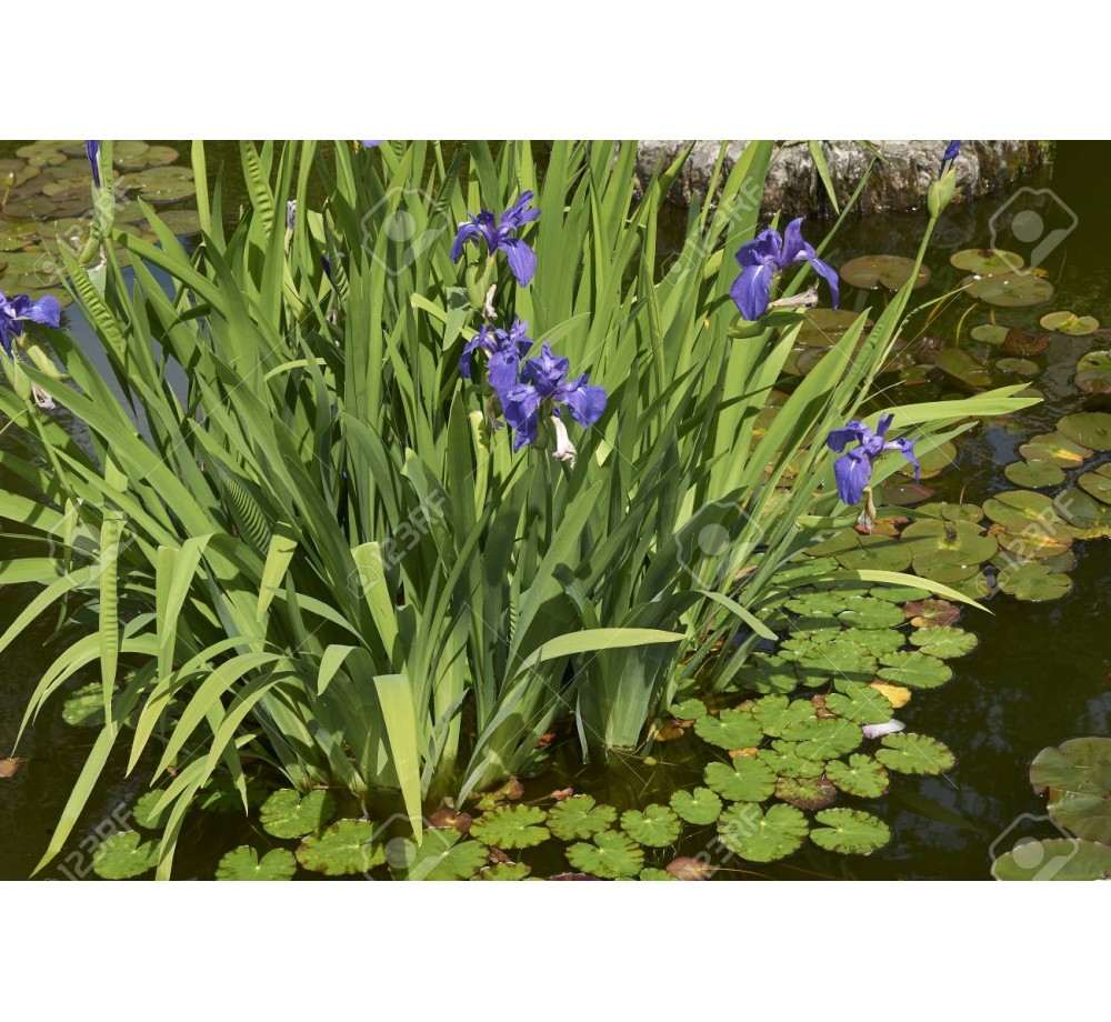 Iris laviegata - Блатен Ирис - син - 5 - 20 см.