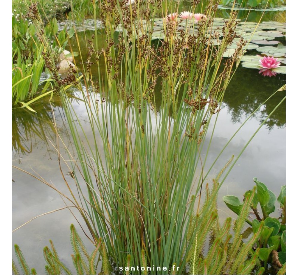 juncus inflexus glaucus - 5 - 15 см.