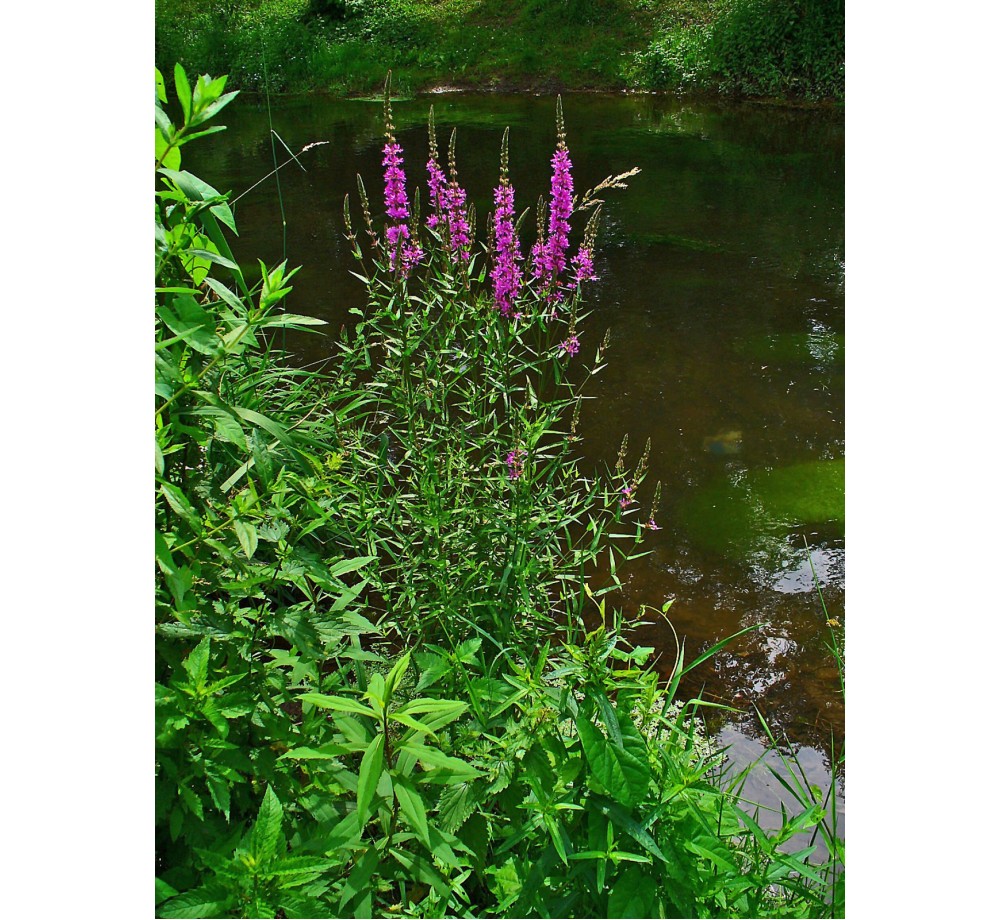 Lythrum salicaria - 5 - 15 см.