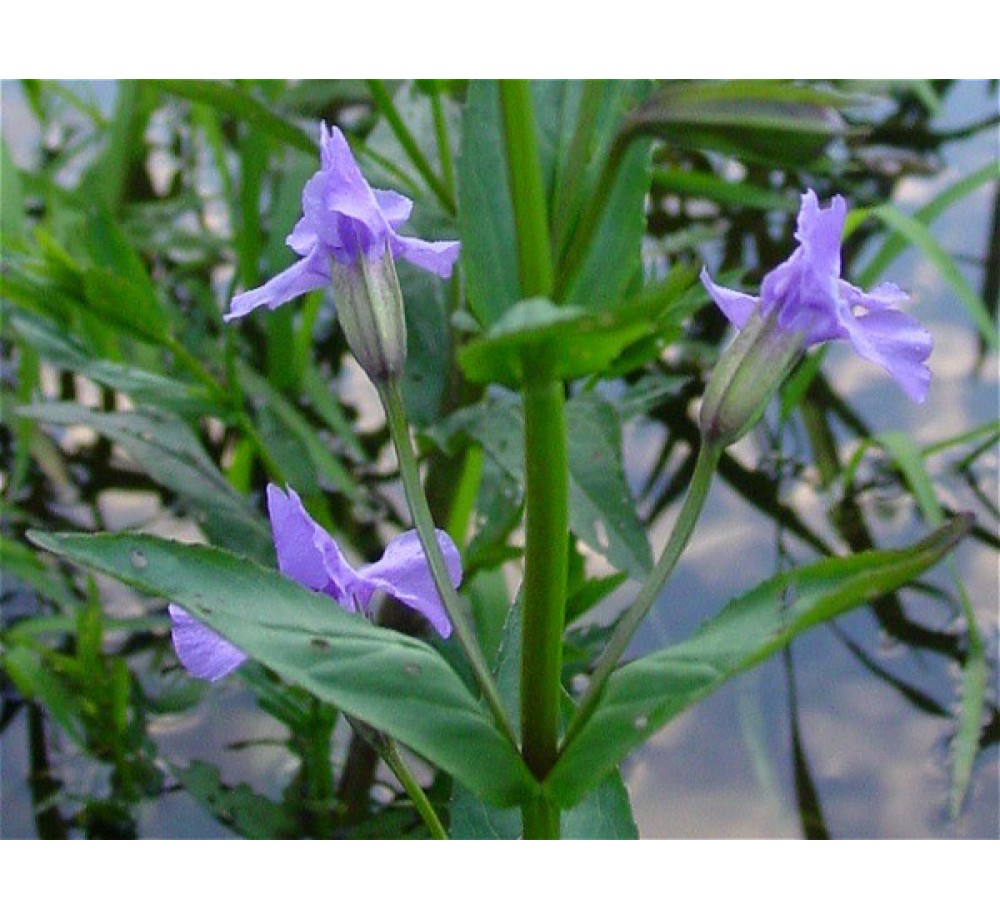 Minulus ringens - маймунско цвете - 5 - 15 см.