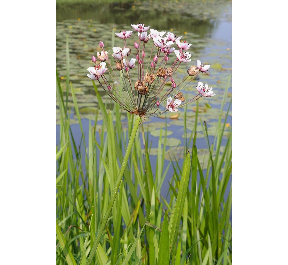 Butomus umbellatus - Сенников водолюб - 5 - 15 см.