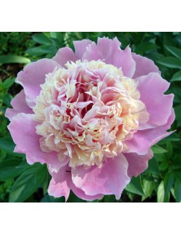 Божур Sorbet Peonia - розов - 1  брой грудка