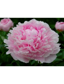Божур Taff Peonia - розов - 1  брой грудка