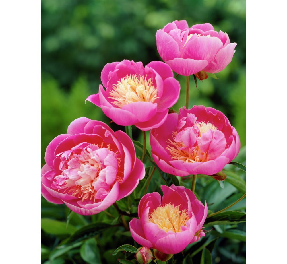 Божур Bowl of Beauty Peonia - розов - 1  брой грудка