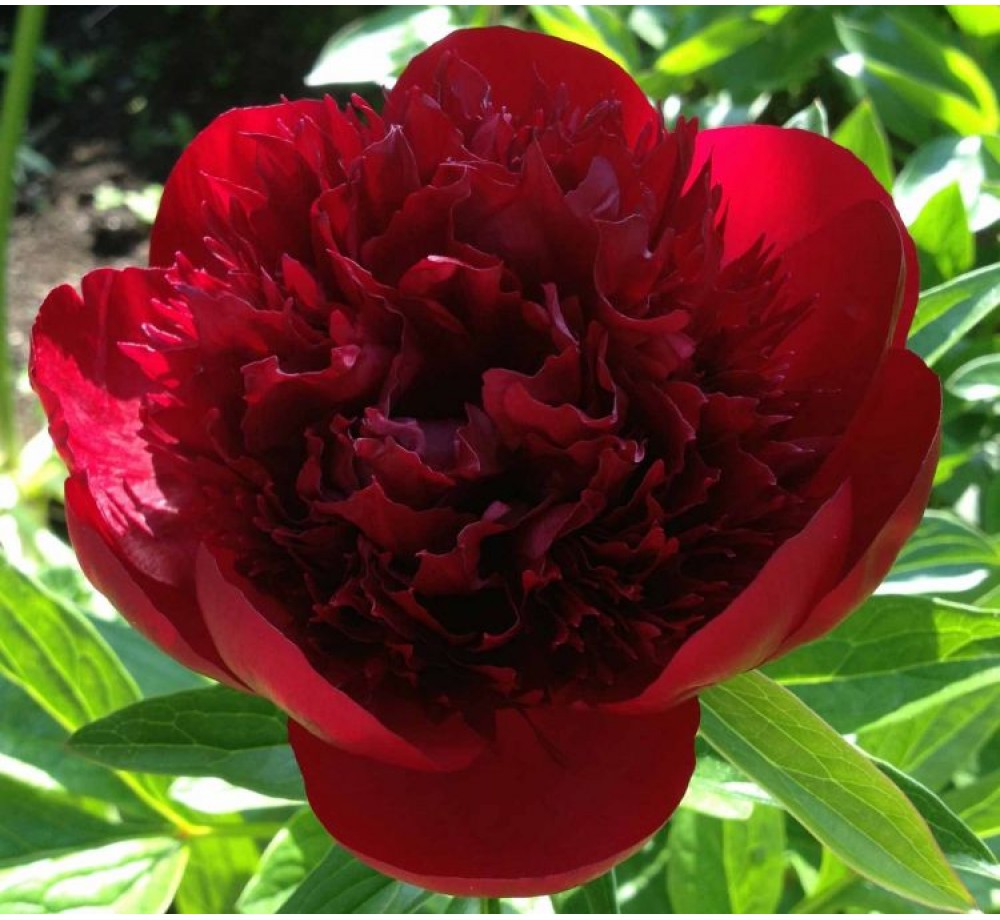 Божур Red Charm Peonia - бял - 1 брой грудка Божур Red Charm Peonia - бял - 1 брой грудка