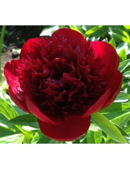 Божур Red Charm Peonia - бял - 1  брой грудка