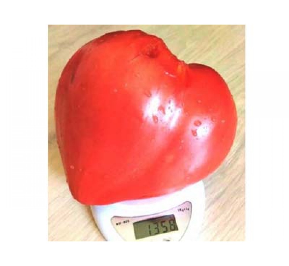 Семена Домати - Биволско сърце Гигант - 0.2 гр. - около 55 - 60 бр. Семена Семена Домати - Биволско сърце Гигант - 0.2 гр. - около 55 - 60 бр. Семена