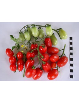 Семена Домати - Домати ИЗК Аля (тип Чери) - от ИЗК Марица - 0.2 гр.